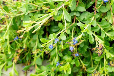 Saint Gallen, İsviçre, 22 Temmuz 2025 Botanik Bahçesindeki Ceratostigma Eksi