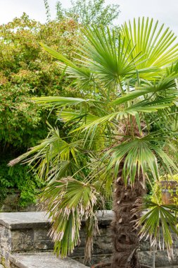 Saint Gallen, İsviçre, 1 Eylül 2025 Trachycarpus Fortunei veya botanik bahçesindeki Chusan bitkisi