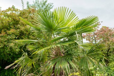 Saint Gallen, İsviçre, 1 Eylül 2025 Trachycarpus Fortunei veya botanik bahçesindeki Chusan bitkisi