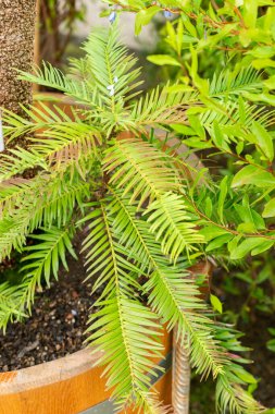 Saint Gallen, İsviçre, 1 Eylül 2025 Wollemia Nobilis bitkisi botanik bahçesinde.