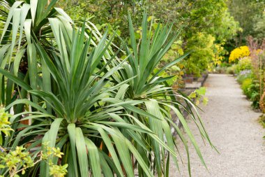 Saint Gallen, İsviçre, 1 Eylül 2025 Yucca Gloriosa veya botanik bahçesindeki dağlık bitki