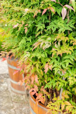 Saint Gallen, İsviçre, 1 Eylül 2025 Nandina Domestica veya botanik bahçesindeki kutsal bambu fabrikası