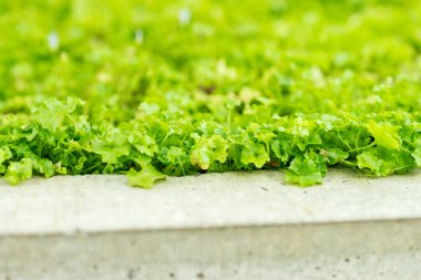 Saint Gallen, İsviçre, 1 Eylül 2025 Wahlenbergia Hederacea veya sarmaşık botanik bahçesine çan çiçeği bıraktı.