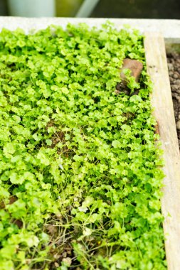 Saint Gallen, İsviçre, 1 Eylül 2025 Wahlenbergia Hederacea veya sarmaşık botanik bahçesine çan çiçeği bıraktı.