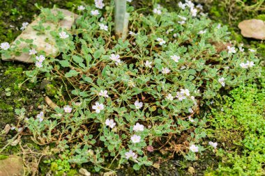 Saint Gallen, İsviçre, 1 Eylül 2025 Botanik Bahçesindeki Erodium Corsicum fabrikası