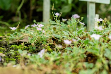 Saint Gallen, İsviçre, 1 Eylül 2025 Botanik Bahçesindeki Erodium Corsicum fabrikası