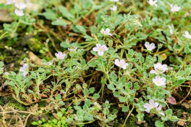 Saint Gallen, İsviçre, 1 Eylül 2025 Botanik Bahçesindeki Erodium Corsicum fabrikası