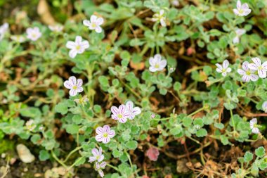 Saint Gallen, İsviçre, 1 Eylül 2025 Botanik Bahçesindeki Erodium Corsicum fabrikası