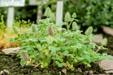 Saint Gallen, İsviçre, 1 Eylül 2025 Trifolium Smyrnaeum Fabrikası Botanik Bahçesi