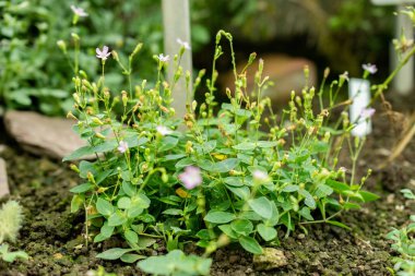 Saint Gallen, İsviçre, 1 Eylül 2025 Petrocoptis Glaucifolia bitkisi botanik bahçesinde