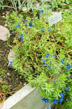 Saint Gallen, İsviçre, 1 Eylül 2025 Anagalis Monelli veya botanik bahçesindeki mavi farekulağı.