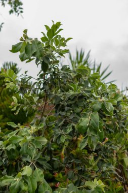 Saint Gallen, İsviçre, 1 Eylül 2025 Metrosideros Excelsa veya botanik bahçesindeki Pohutukawa fabrikası