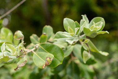 Saint Gallen, İsviçre, 1 Eylül 2025 Metrosideros Excelsa veya botanik bahçesindeki Pohutukawa fabrikası