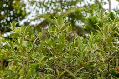 Saint Gallen, İsviçre, 1 Eylül 2025 Lagunaria Patersonia veya botanik bahçesindeki piramit ağacı