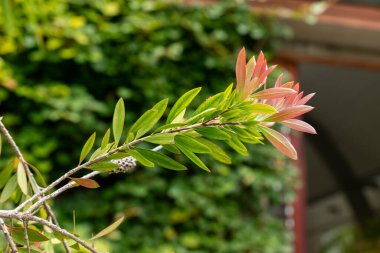Saint Gallen, İsviçre, 1 Eylül 2025 Botanik Bahçesindeki Callistemon Speciosum fabrikası