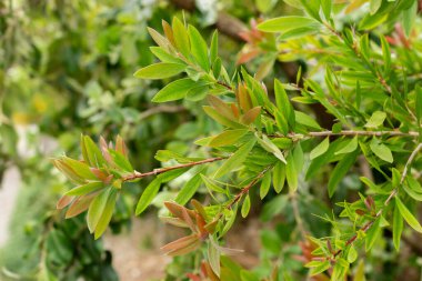 Saint Gallen, İsviçre, 1 Eylül 2025 Botanik Bahçesindeki Callistemon Speciosum fabrikası