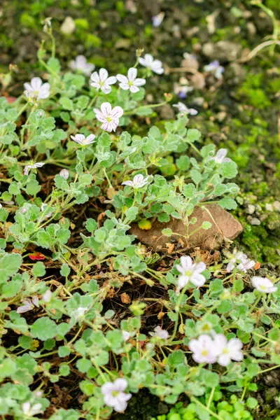 Saint Gallen, İsviçre, 1 Eylül 2025 Botanik Bahçesindeki Erodium Corsicum fabrikası