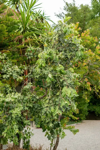 Saint Gallen, İsviçre, 1 Eylül 2025 Metrosideros Excelsa veya botanik bahçesindeki Pohutukawa fabrikası