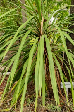 Saint Gallen, İsviçre, 1 Eylül 2025 Cordyline Australis veya botanik bahçesindeki lahana ağacı