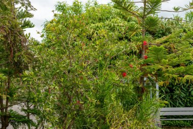 Saint Gallen, İsviçre, 1 Eylül 2025 Callistemon Citrinus veya botanik bahçesindeki kırmızı şişe fırçası fabrikası