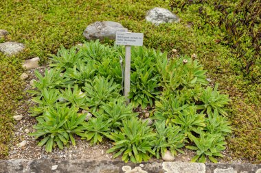 Saint Gallen, İsviçre, 1 Eylül 2025 Helichrysum Aureum bitkisi botanik bahçesinde.