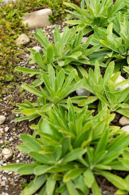 Saint Gallen, İsviçre, 1 Eylül 2025 Helichrysum Aureum bitkisi botanik bahçesinde.