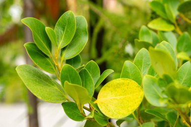 Saint Gallen, İsviçre, 1 Eylül 2025 Griselinia Littoralis veya botanik bahçesindeki Kapuka bitkisi