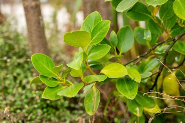 Saint Gallen, İsviçre, 1 Eylül 2025 Griselinia Littoralis veya botanik bahçesindeki Kapuka bitkisi
