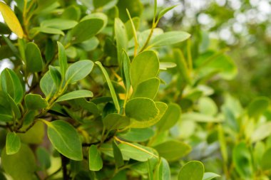 Saint Gallen, İsviçre, 1 Eylül 2025 Griselinia Littoralis veya botanik bahçesindeki Kapuka bitkisi