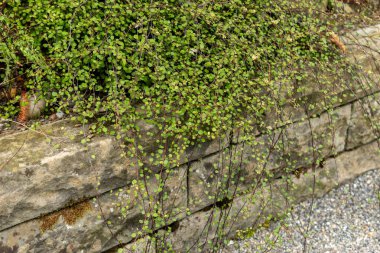 Saint Gallen, İsviçre, 1 Eylül 2025 Muehlenbeckia Kompleksi veya botanik bahçesindeki pohuehue fabrikası