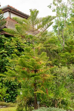 Saint Gallen, İsviçre, 1 Eylül 2025 Araucaria Heterophylla veya botanik bahçesindeki Norfolk Adası çam bitkisi