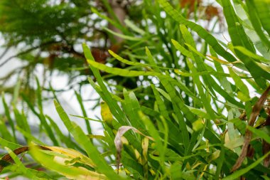 Saint Gallen, İsviçre, 1 Eylül 2025 Homalocladium Platycladium veya botanik bahçesindeki kırkayak bitkisi