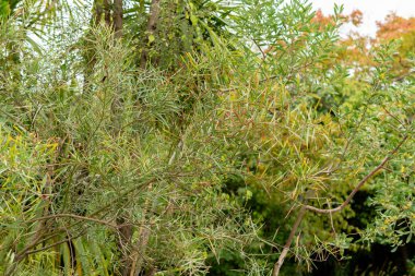 Saint Gallen, İsviçre, 1 Eylül 2025 Acacia Suaveolens bitkisi botanik bahçesinde