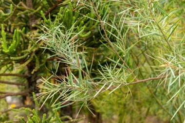 Saint Gallen, İsviçre, 1 Eylül 2025 Acacia Suaveolens bitkisi botanik bahçesinde
