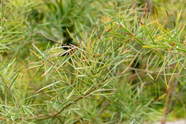 Saint Gallen, İsviçre, 1 Eylül 2025 Acacia Suaveolens bitkisi botanik bahçesinde