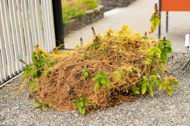 Saint Gallen, İsviçre, 1 Eylül 2025 Cuscuta Campestris veya botanik bahçesindeki tarla kaçkını fabrikası