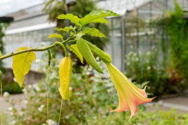Saint Gallen, İsviçre, 1 Eylül 2025 Botanik Bahçesindeki Datura Rosa Fabrikası