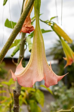 Saint Gallen, İsviçre, 1 Eylül 2025 Botanik Bahçesindeki Datura Rosa Fabrikası