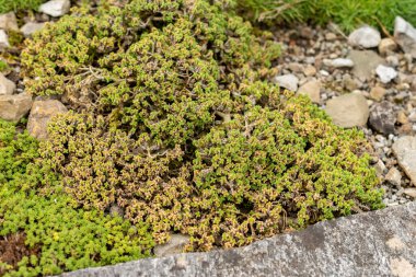 Saint Gallen, İsviçre, 1 Eylül 2025 Botanik Bahçesindeki Arenaria Tetraquetra fabrikası