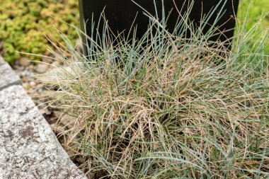 Saint Gallen, İsviçre, 1 Eylül 2025 Festuca Glauca Superba ya da botanik bahçesindeki mavi fescue bitkisi