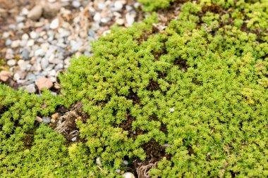 Saint Gallen, İsviçre, 1 Eylül 2025 Minuartia Obtusiloba veya botanik bahçesindeki alp otu fabrikası