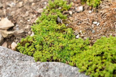 Saint Gallen, İsviçre, 1 Eylül 2025 Minuartia Obtusiloba veya botanik bahçesindeki alp otu fabrikası