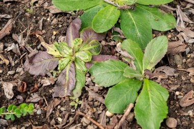 Saint Gallen, İsviçre, 1 Eylül 2025 Crepis Froelichiana bitkisi botanik bahçesinde.