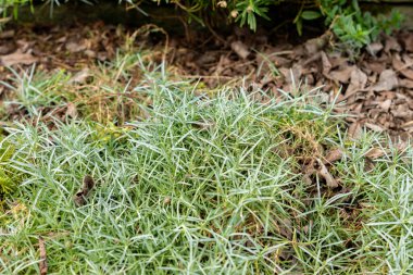 Saint Gallen, İsviçre, 1 Eylül 2025 Dianthus Corsicus bitkisi botanik bahçesinde