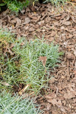 Saint Gallen, İsviçre, 1 Eylül 2025 Dianthus Corsicus bitkisi botanik bahçesinde