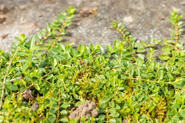 Saint Gallen, İsviçre, 1 Eylül 2025 Veronica Allionii bitkisi botanik bahçesinde