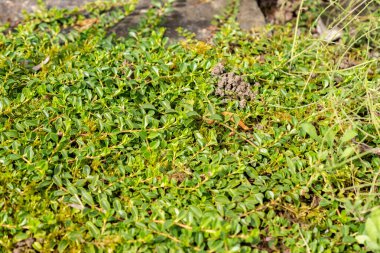 Saint Gallen, İsviçre, 1 Eylül 2025 Veronica Allionii bitkisi botanik bahçesinde