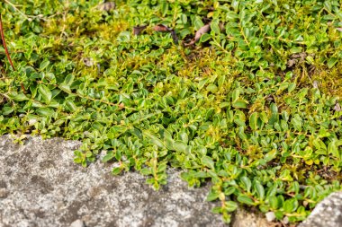 Saint Gallen, İsviçre, 1 Eylül 2025 Veronica Allionii bitkisi botanik bahçesinde