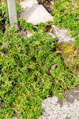 Saint Gallen, İsviçre, 1 Eylül 2025 Phlox Subulata veya botanik bahçesindeki sürünen fenox bitkisi