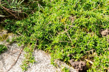 Saint Gallen, İsviçre, 1 Eylül 2025 Phlox Subulata veya botanik bahçesindeki sürünen fenox bitkisi